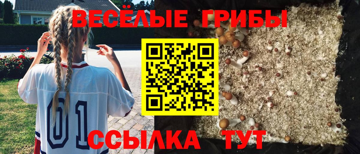 Галлюциногенные грибы Cubensis Свободный